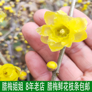 腊梅姐姐蜡红梅鲜切花鲜枝条水养插花卉浓香型玉兰带花苞发货