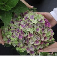 春焕新、家装季：海蒂的花园 魔幻紫水晶 盆栽植物 15cm