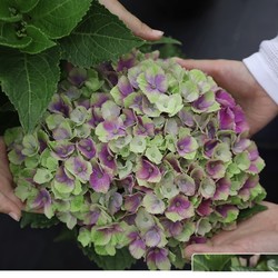 海蒂的花园 魔幻紫水晶 盆栽植物 15cm