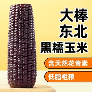 十月稻田 黑糯玉米大棒2.5kg/箱装东北糯玉米真空即食黏糯甜10根