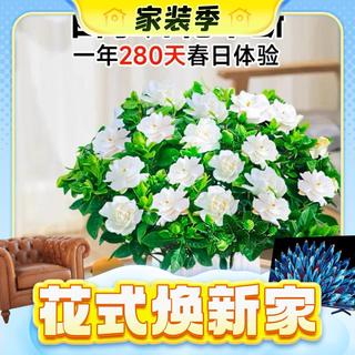 90#栀子花带花苞(原盆土)+营养液