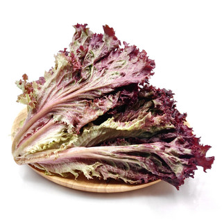 【千牛优福】红叶生菜500g罗莎红生菜新鲜蔬菜沙拉食材紫叶色拉菜