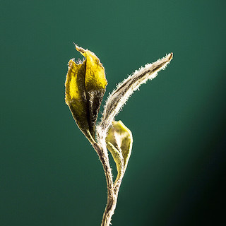 馥益堂福鼎白茶白牡丹2024明前春茶花香特级白牡丹王500g散茶茶叶礼盒装 2024年500g/1箱 500克