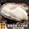 农美年 秒杀！乳山生蚝 XXXXXL特大号 5.5斤装 （带官方溯源防伪标识、死蚝包赔）