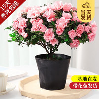 KaiShiguo Plants 开时果 杜鹃花盆栽（带花苞发货）四季开花苗室内花卉绿植鲜花植物盆景 大号粉色+原生袋（28-35cm）