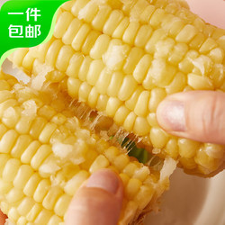 京百味 白糯甜玉米8支装单根220g起 玉米棒子 粘玉米 健康粗粮  源头直发