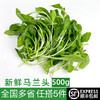 绿食者 新鲜马兰头500g 鸡儿肠 农家绿色蔬菜 凉拌食材 500g