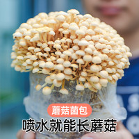 寿禾 shouhe蘑菇菌包菌菇种植包平菇香菇灵芝磨菇种金针菇自种菌种家庭家种