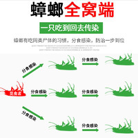 厚生 蟑螂药家用非无毒一窝全窝端硼酸小强灭绝曱甴粉餐厅饭店