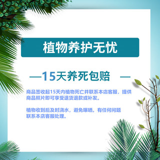 行湘水培植物棕竹盆栽室内耐阴四季绿植 棕竹+菱形玻璃瓶【颜色】