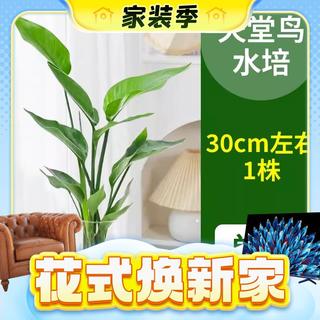 盆栽花卉 单发植物 30-40cm 1棵 不含瓶