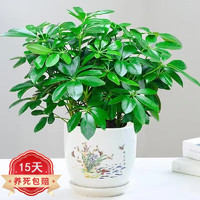 泰西丝 八方来财鸭脚木盆栽植物绿植七叶莲绿植 八方来财+梅兰好合陶瓷盆