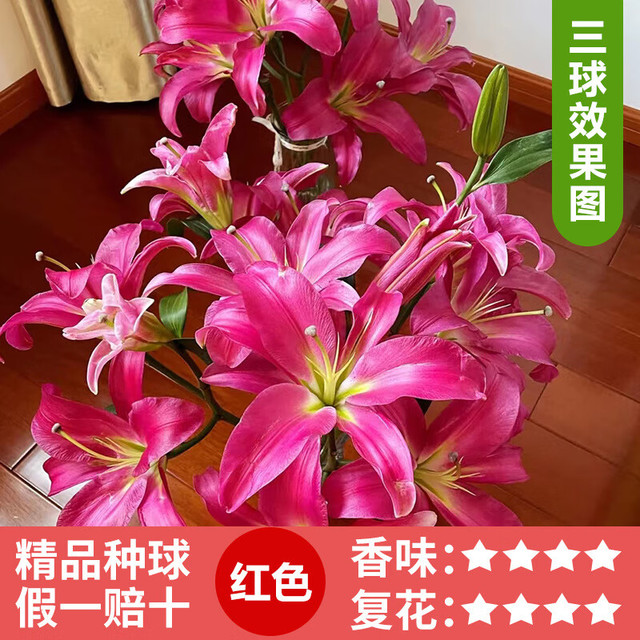 睿格达 进口重瓣香水百合种球盆栽2球+肥料