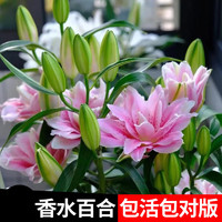 睿格达 进口重瓣香水百合种球盆栽2球+肥料