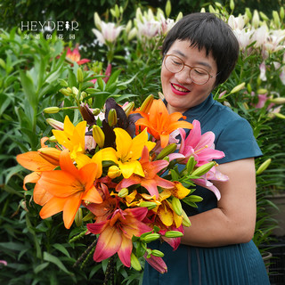 百合种球重瓣香水切花品种庭院阳台球根植物