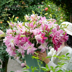 海蒂的花園 百合種球重瓣香水切花品種庭院陽臺球根植物