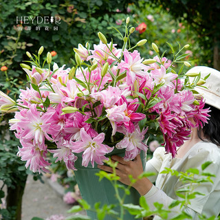 88VIP：海蒂的花园 百合种球重瓣香水切花品种庭院阳台球根植物