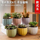 米囹 多肉花盆陶瓷植物花盆套装组合 6个装