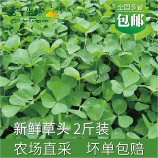 【老一生鲜】新鲜草头2斤装金花菜野菜三叶菜秧草本地 含水湿的