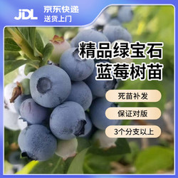 双盟 蓝莓苗蓝莓树果苗阳台盆栽40-60cm