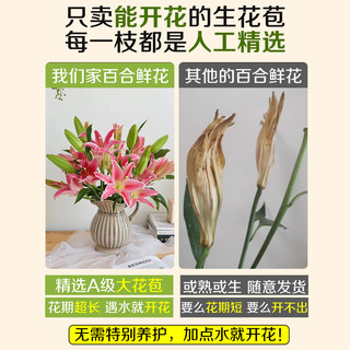 香水百合鲜花云南基地直发水培多头鲜切花花束插花插瓶多重瓣花卉