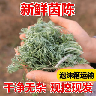 阿树尚【鲜挖野生】新鲜茵陈带根白蒿野菜深山野菜无污染带根地菜现 甄选新鲜茵陈1斤装