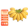 礼京果觅 广西小米蕉新鲜香蕉粉糯香蕉 带箱6斤 净重5.5斤以上