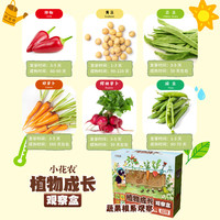 Haiyindao 孩因岛 创意玩具儿童儿童阳光种植房小学生种菜植物生长观察盒创意套装 蔬果观察盒