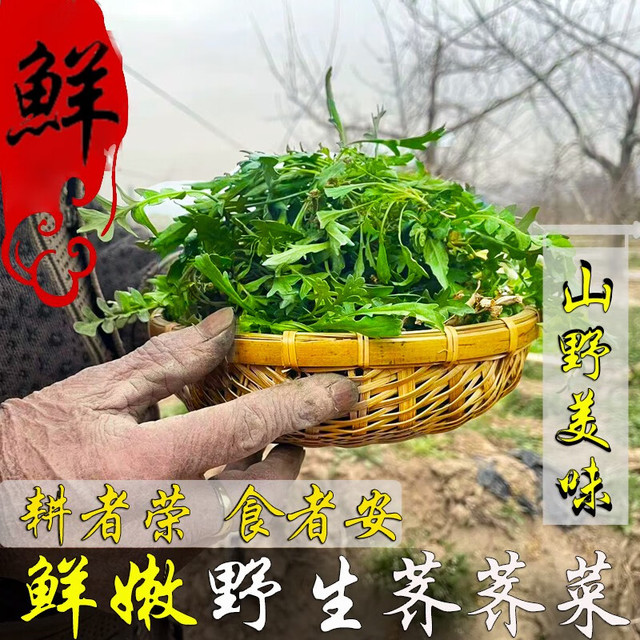 阿树尚【鲜挖】荠菜新鲜野生荠菜野菜新鲜现挖地菜荠荠菜蔬菜地丁新鲜 