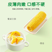黄糯玉米粘黏甜糯玉米新鲜苞米东北真空装包装非即食大棒