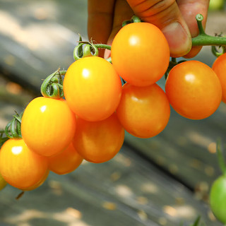 寿禾 黄色小番茄种子口感型圆果西红柿蔬菜籽 潍育黄妍小番茄种子25粒