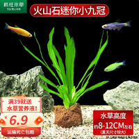 crazy aquatic plants/疯狂水草 疯狂水草 鱼缸水草活体植物 小九冠