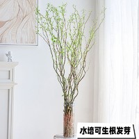 花叶春 水培植物龙柳鲜枝切花水养绿植雪柳干支室内吊钟泡水长根装饰盆栽