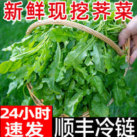 荠菜新鲜野生农家现摘现发荠菜做混沌水饺春卷野菜商用4斤