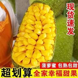 雪束 海南黄肉菠萝蜜 精选25-30斤（1个果）