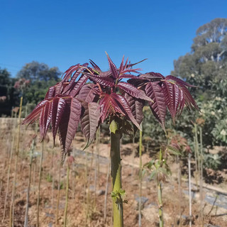 卡布诺香椿新鲜嫩芽现采香椿芽叶春芽菜露天红油香椿应季生鲜蔬菜 250g（半斤）