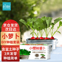 Bloom Life 匠心绽放 IAM City Farmer 盆栽小萝卜DIY种植趣味盆栽萝卜种子家庭种菜幼儿园儿童好种易活