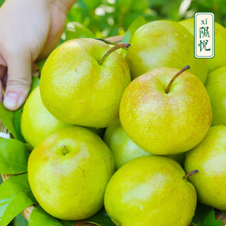 隰县玉露香梨 山西香梨 新鲜水果 梨子 水果礼盒生鲜 特产 9粒中果（约4.5斤）75-80mm