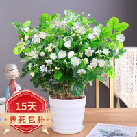 泰西丝 茉莉花苗盆栽花卉植物室内绿植浓香花卉 茉莉花6株 +塑料螺纹盆