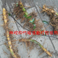 花姬 大型巨龙竹苗楠竹苗毛竹苗地栽食用竹笋竹子根竹根苗种苗竹鞭种植 5节芽巨龙竹根 裸根不带土