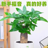 篱趣 发财树绿植小盆栽 单颗发财树+吸水盆（无挂饰）