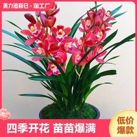 苏娇花卉园艺 兰花苗盆栽花卉绿植物墨兰君子兰蝴蝶兰四季开花建兰阳台客厅园艺