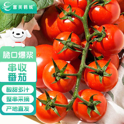 富美鹤城 串收樱桃番茄酸甜多汁水果番茄198g*4盒源头直发