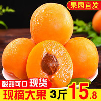 京世泽 陕西酸甜大黄杏 杏子水果 头茬现摘大黄杏 3斤 中果