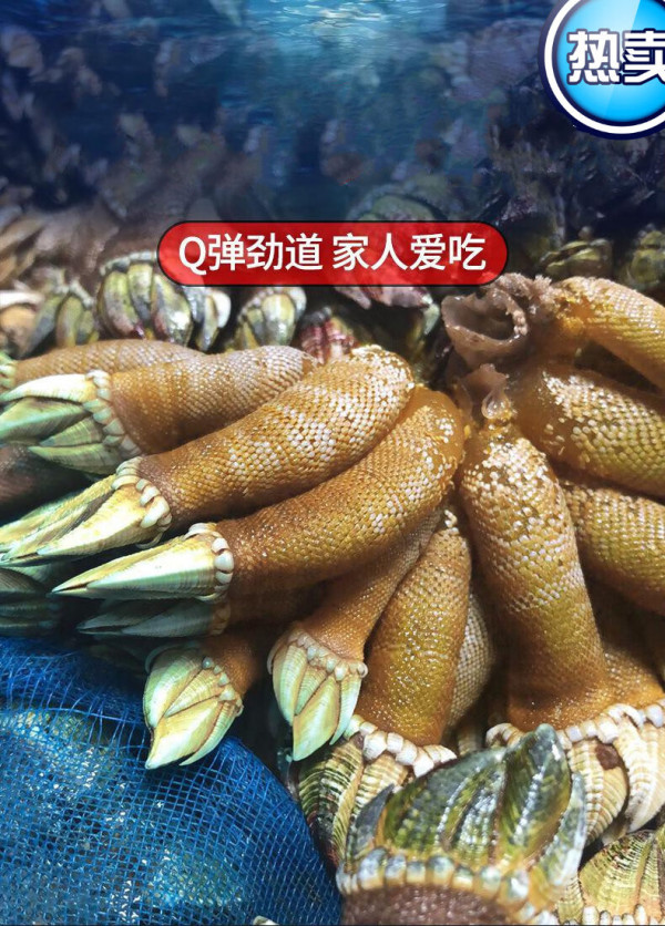 沢素湾 新鲜佛手螺 笔架海鲜 狗爪螺 观音掌 鹅颈藤壶生鲜 贝类 尝鲜