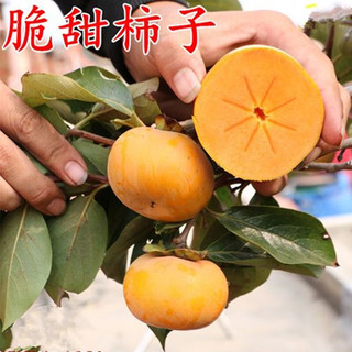 花棯 嫁接柿子树苗 无核脆甜柿子苗南北方种植果树苗庭院阳台地栽盆栽 无核脆柿5年苗当年结果 75cm(含)140cm(含)