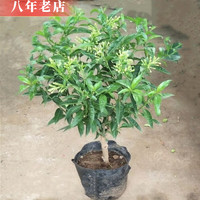 YAHUI 雅卉 夜来香花苗 盆栽花苗植物 夜来香树苗 当年开花 4年苗