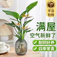 忻朵 水培天堂鸟盆栽客厅办公室内绿植物四季常青水养花卉鹤望兰好养