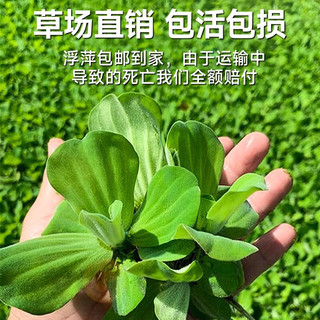 CRAZY PLANT浮萍水草植物直接入缸古法鱼缸造景全套懒人阴性水草一叶莲水芙蓉 圆心萍10颗