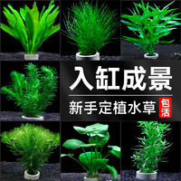 crazy aquatic plants/疯狂水草 鱼缸水草植物真草造景套餐全套阴性水草绿植装饰蜈蚣草水榕水草